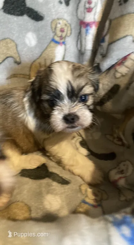 Sarge – Mal Shi puppy for sale in Abbeville, LA