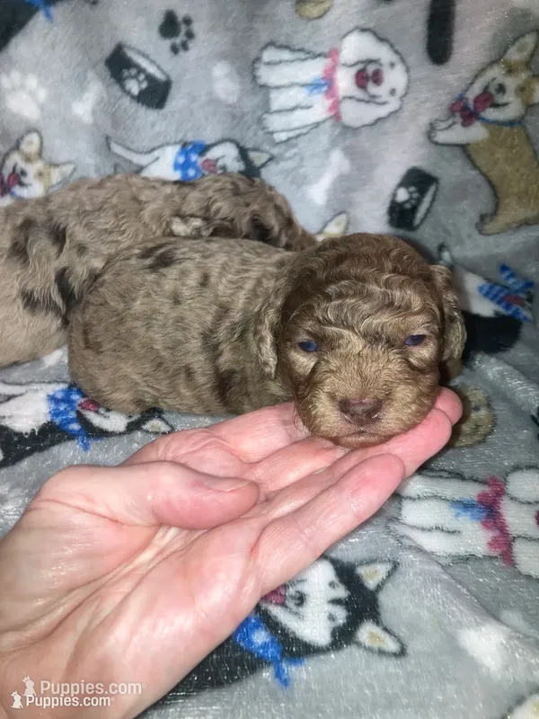 TOY Checkers – Poodle - Toy , Miniature Goldendoodle puppy for sale in Abbeville, LA