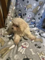 Casper , a male Yorkshire Terrier and Morkie for sale in Abbeville, LA – 2 of 4