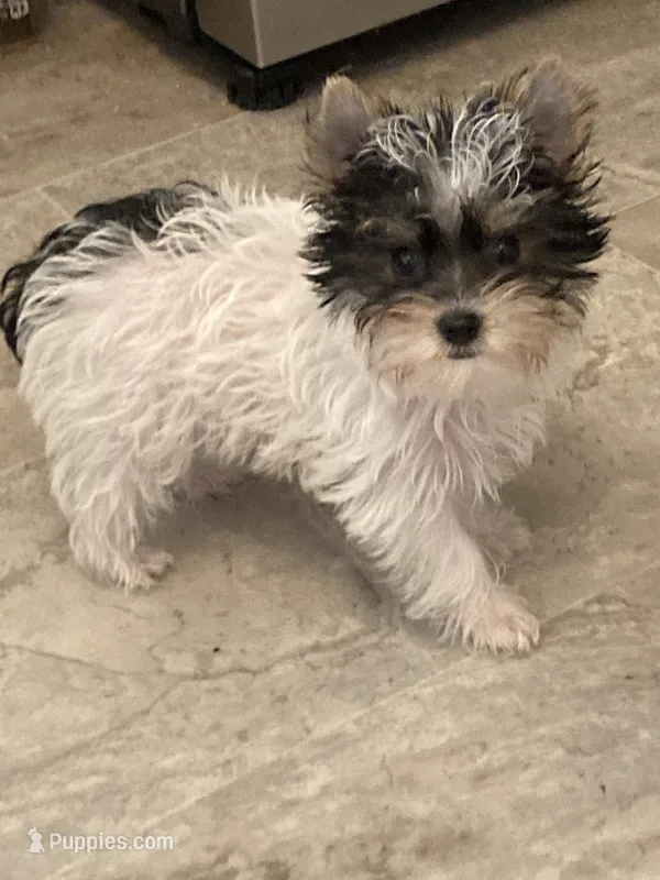 Jazzy, a female Yorkshire Terrier for sale in Abbeville, LA – 1 of 7