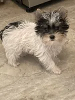 Jazzy, a female Yorkshire Terrier for sale in Abbeville, LA – 1 of 7
