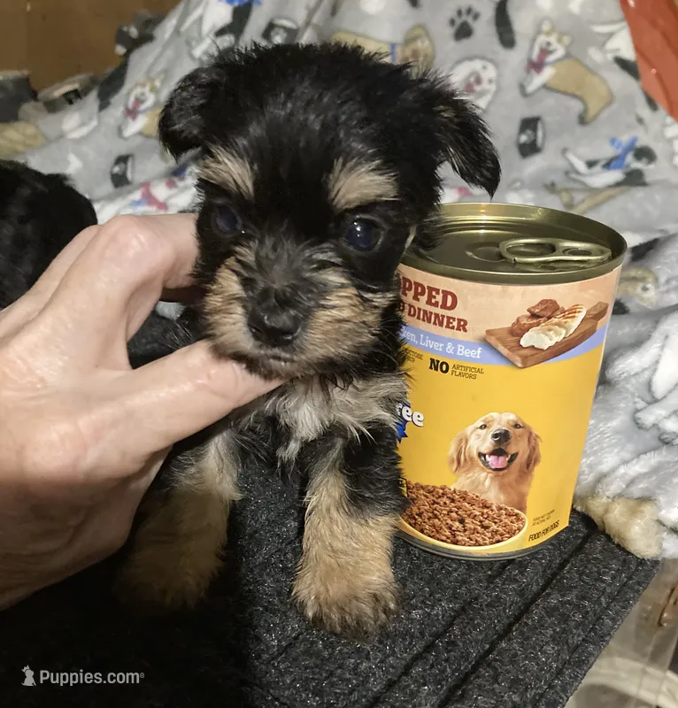 Sammy – Yorkshire Terrier, Morkie puppy for sale in Abbeville, LA