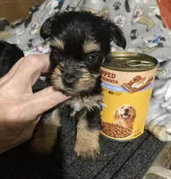Sammy, a male Yorkshire Terrier and Morkie for sale in Abbeville, LA – 1 of 2