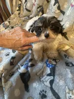 Sparky, a male Maltese and Morkie for sale in Abbeville, LA – 2 of 5