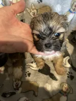 Sammy, a male Maltese and Shih Tzu for sale in Abbeville, LA – 1 of 1