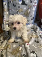 Casper , a male Yorkshire Terrier and Morkie for sale in Abbeville, LA – 3 of 4