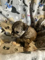 Rosie, a female Mal Shi for sale in Abbeville, LA – 2 of 4