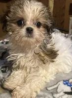 Mickey, a male Maltese and Mal Shi for sale in Abbeville, LA – 4 of 5