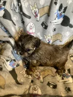 Rosie, a female Mal Shi for sale in Abbeville, LA – 3 of 4