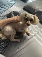 Rocky, a male Goldendoodle and Poodle - Toy  for sale in Abbeville, LA – 8 of 8