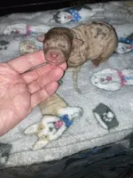 Merlin, a male Poodle - Toy  and Miniature Goldendoodle for sale in Abbeville, LA – 4 of 4