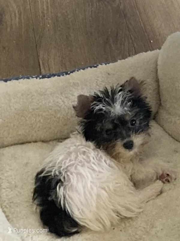 Jazzy – Yorkshire Terrier puppy for sale in Abbeville, LA