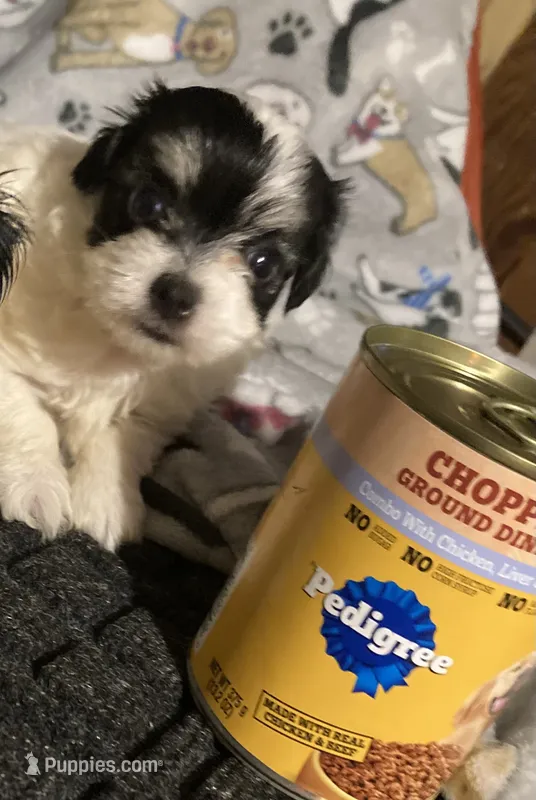 Sassy Girl – Yorkshire Terrier, Morkie puppy for sale in Abbeville, LA