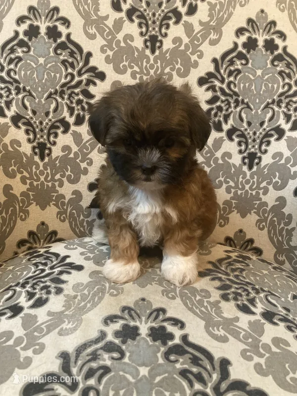 Rusty – Maltese, Mal Shi puppy for sale in Abbeville, LA