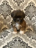 Rusty, a male Maltese for sale in Abbeville, LA – 4 of 6