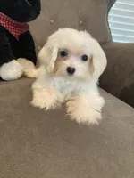 Casper , a male Maltese and Morkie for sale in Abbeville, LA – 4 of 5