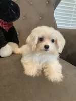 CasperSOLD, a male Maltese and Morkie for sale in Abbeville, LA – 3 of 6