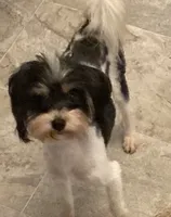 Sassy Girl, a female Yorkshire Terrier and Morkie for sale in Abbeville, LA – 2 of 3