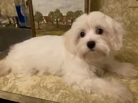 Ghost “BUSTER”, a male Maltese and Morkie for sale in Abbeville, LA – 5 of 7