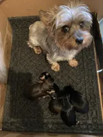 Pepper, a male Yorkshire Terrier and Morkie for sale in Abbeville, LA – 5 of 7