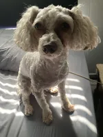 Rocky, a male Goldendoodle and Poodle - Toy  for sale in Abbeville, LA – 7 of 8