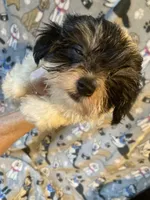 Sparky, a male Maltese and Morkie for sale in Abbeville, LA – 4 of 5