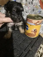 Pepper, a male Yorkshire Terrier and Morkie for sale in Abbeville, LA – 4 of 4