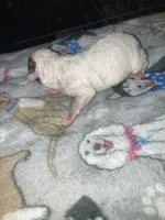 Bruiser, a male Poodle - Toy  and Miniature Goldendoodle for sale in Abbeville, LA – 4 of 4
