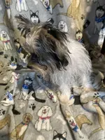Jazzy, a female Yorkshire Terrier for sale in Abbeville, LA – 6 of 9