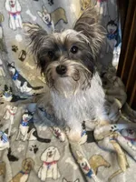 Jazzy, a female Yorkshire Terrier for sale in Abbeville, LA – 4 of 9
