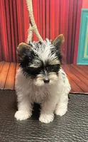 Jazzy, a female Yorkshire Terrier for sale in Abbeville, LA – 6 of 7
