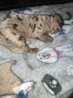 TOY Harley, a male Goldendoodle and Poodle - Toy  for sale in Abbeville, LA – 2 of 2