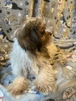 Mickey, a male Shih Tzu and Mal Shi for sale in Abbeville, LA – 2 of 9