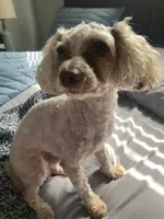 Christmas TOY HARLEY, a male Goldendoodle and Poodle - Toy  for sale in Abbeville, LA – 3 of 4
