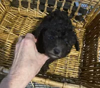 JET, a male Poodle - Toy  for sale in Abbeville, LA – 5 of 5