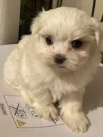 Selina, a female Maltese for sale in Abbeville, LA – Photo 3 of 8