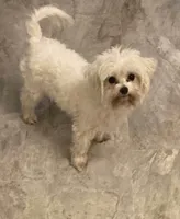 Selina, a female Maltese for sale in Abbeville, LA – Photo 6 of 8