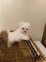 Selina, a female Maltese for sale in Abbeville, LA – Photo 4 of 8