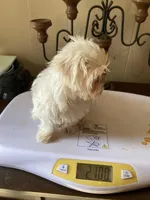 Selina, a female Maltese for sale in Abbeville, LA – Photo 8 of 8