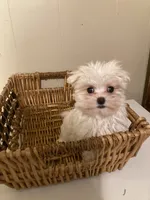 Selina, a female Maltese for sale in Abbeville, LA – Photo 2 of 8