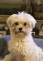 Selina, a female Maltese for sale in Abbeville, LA – Photo 7 of 8