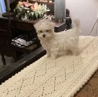 Selina, a female Maltese for sale in Abbeville, LA – Photo 5 of 8