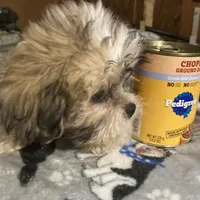 Mickey, a male Maltese and Mal Shi for sale in Abbeville, LA – 3 of 5