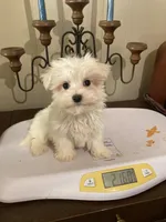 processed/1b376c8a-4bf8-478d-bfc6-231d700ac507/listing/f1d2c671-6b2f-4911-95ac-c4a22e3e27e4/870c38bd-cf11-46dc-bde6-60ff1f36d65a