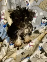 Pepper, a male Yorkshire Terrier and Morkie for sale in Abbeville, LA – 3 of 7
