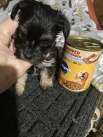 Pepper, a male Yorkshire Terrier and Morkie for sale in Abbeville, LA – 3 of 4