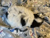 Sparky, a male Maltese and Morkie for sale in Abbeville, LA – 3 of 5