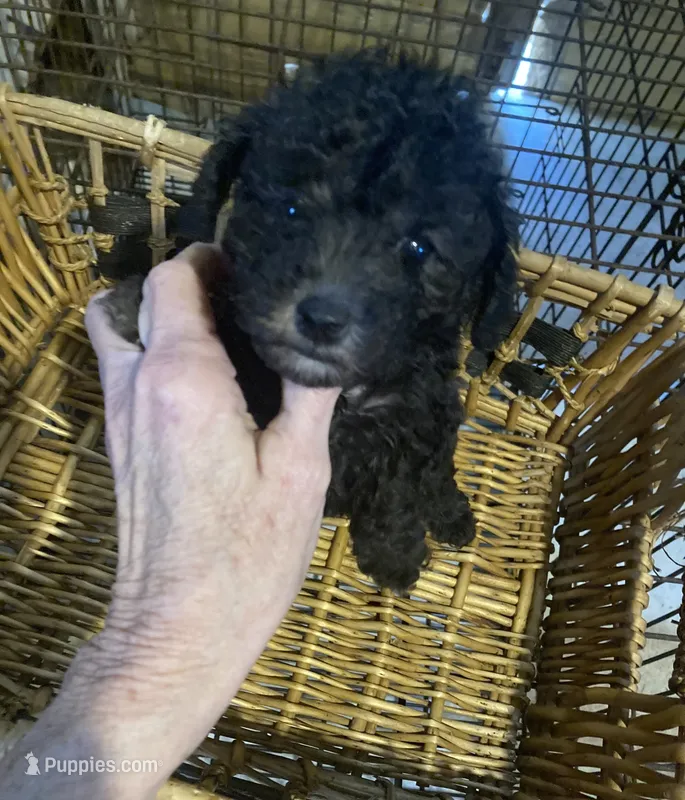 JET – Poodle - Toy  puppy for sale in Abbeville, LA