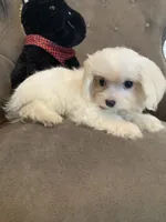 CasperSOLD, a male Maltese and Morkie for sale in Abbeville, LA – 4 of 6