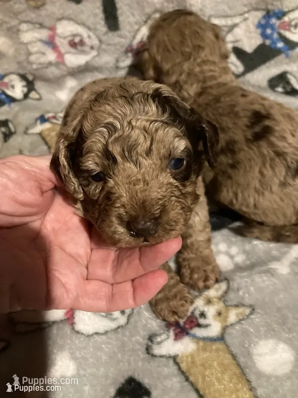 Christmas TOY HARLEY – Goldendoodle, Poodle - Toy  puppy for sale in Abbeville, LA